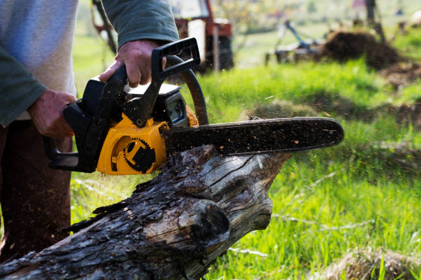 Professional Tree Services in Amargosa Valley, NV